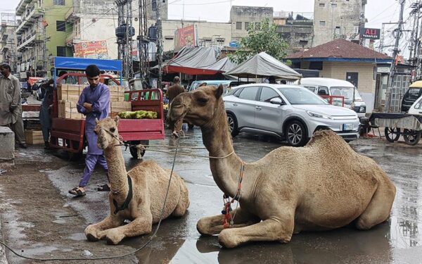Camel milk trade continues at Banni Chowk