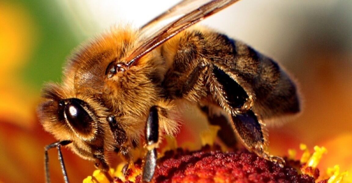 Honey bee stingers continue to pump venom after bee flies away