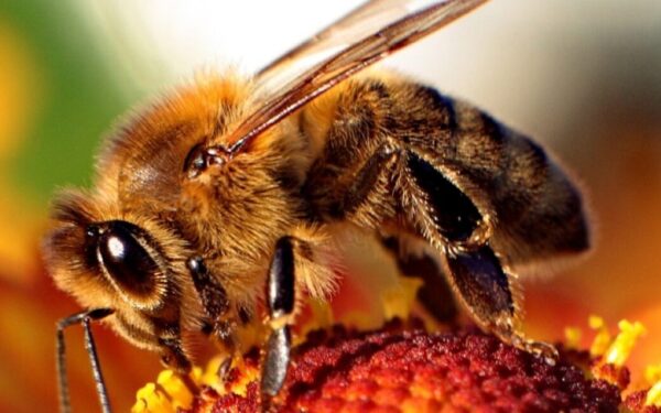 Honey bee stingers continue to pump venom after bee flies away