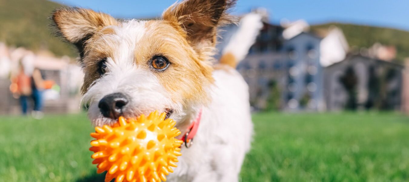 Dogs Recognize ‘Bouba’ and ‘Kiki’ Sounds