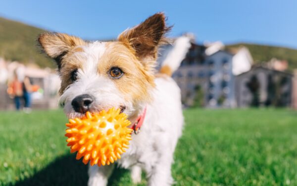 Dogs Recognize ‘Bouba’ and ‘Kiki’ Sounds Dogs Recognize ‘Bouba’ and ‘Kiki’ Sounds