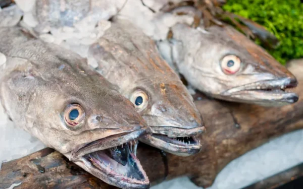 UK seafood charity urges shoppers to reduce hake and coley consumption