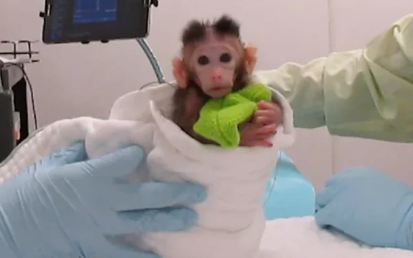 Animal-rights group releases video of infant monkey experiments Animal-rights group releases video of infant monkey experiments