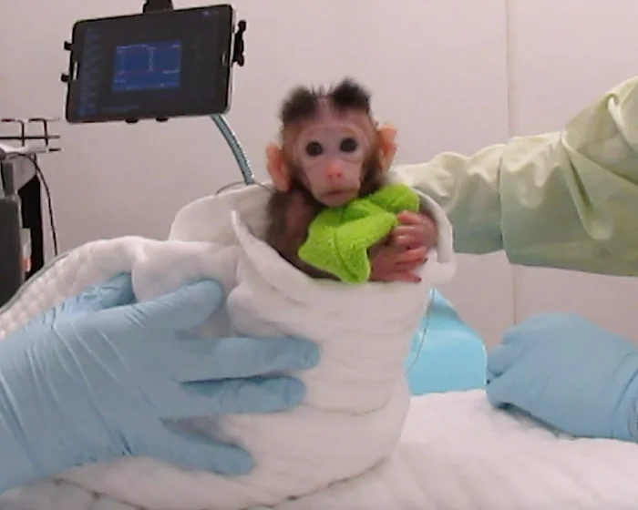 Animal-rights group releases video of infant monkey experiments Animal-rights group releases video of infant monkey experiments