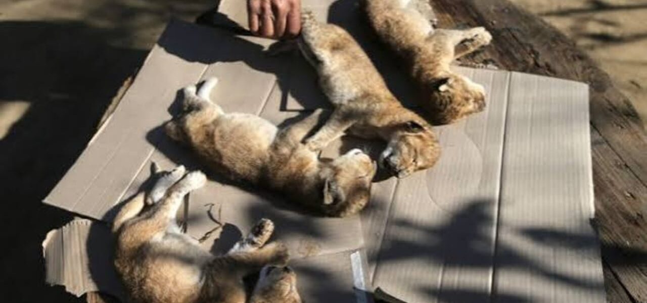Seven-month-old Lion Cubs Die at Largest Zoo in Southern Punjab Seven-month-old Lion Cubs Die at Largest Zoo in Southern Punjab