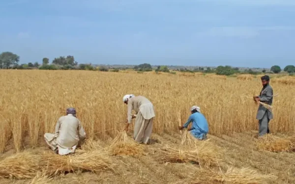 Wheat production targets delayed due to price announcement