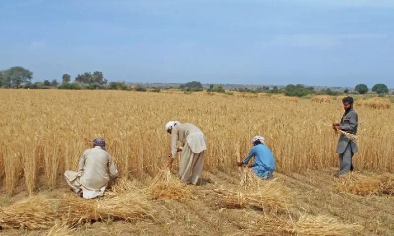 Wheat production targets delayed due to price announcement Wheat production targets delayed due to price announcement