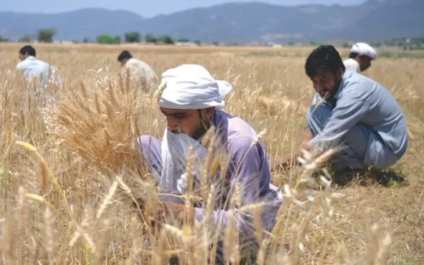 Prime Minister assures abundant wheat supply, vows strict action against hoarders Prime Minister assures abundant wheat supply, vows strict action against hoarders