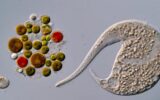 Nikon Small World in Motion Winner Replaced After AI Disqualification Nikon Small World in Motion Winner Replaced After AI Disqualification
