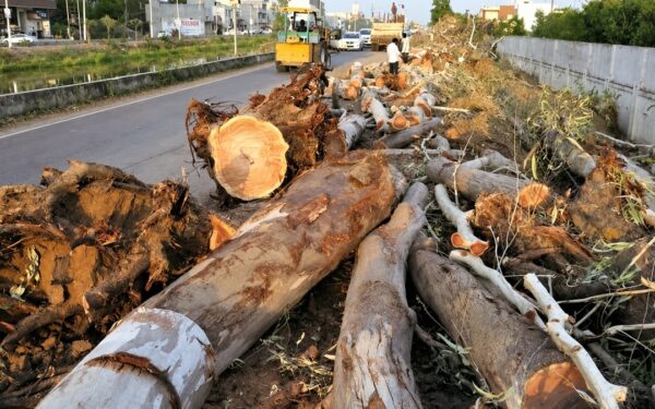 Karachi Road Expansion Sparks Controversy Over Tree Cutting Karachi Road Expansion Sparks Controversy Over Tree Cutting