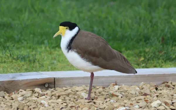 Cricket Ground Sees Unusual Bird Visitor Cricket Ground Sees Unusual Bird Visitor