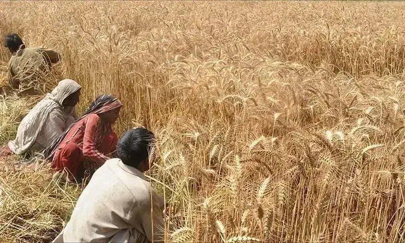 Ministry Urges Seed Companies to Cut Wheat Prices