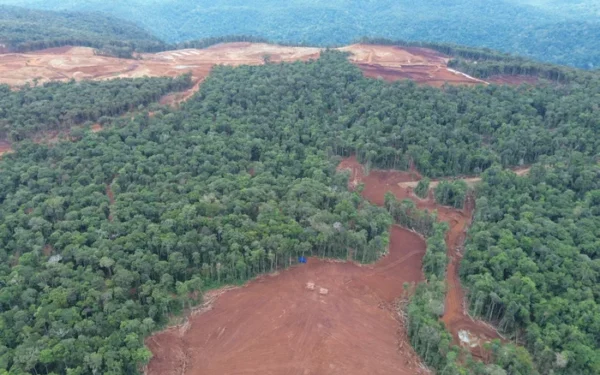 Volkswagen, Ford and Tesla linked to deforestation in Indonesian nickel mines Volkswagen, Ford and Tesla linked to deforestation in Indonesian nickel mines