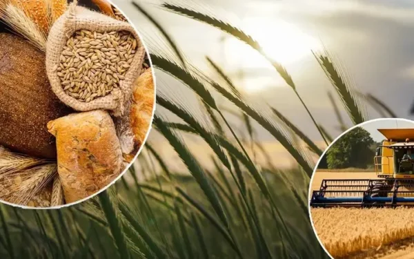Kazakhstan Exports Wheat to 29 Countries Worth .6B