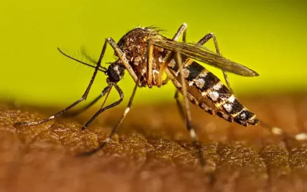 Rawalpindi reports 55 confirmed dengue cases; fines imposed