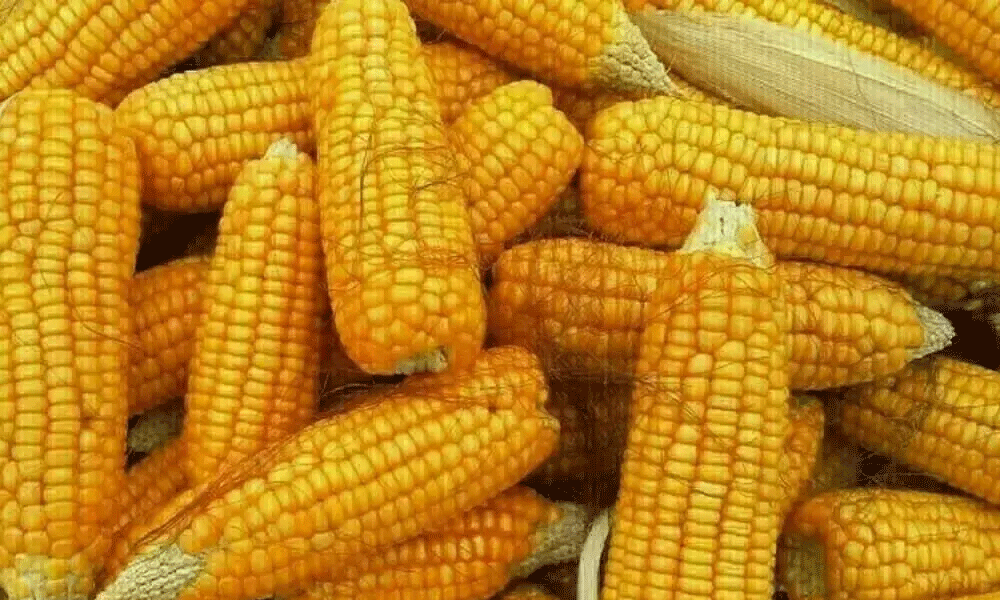 Corn prices rise on US crop concerns, soybeans firm Corn prices rise on US crop concerns, soybeans firm