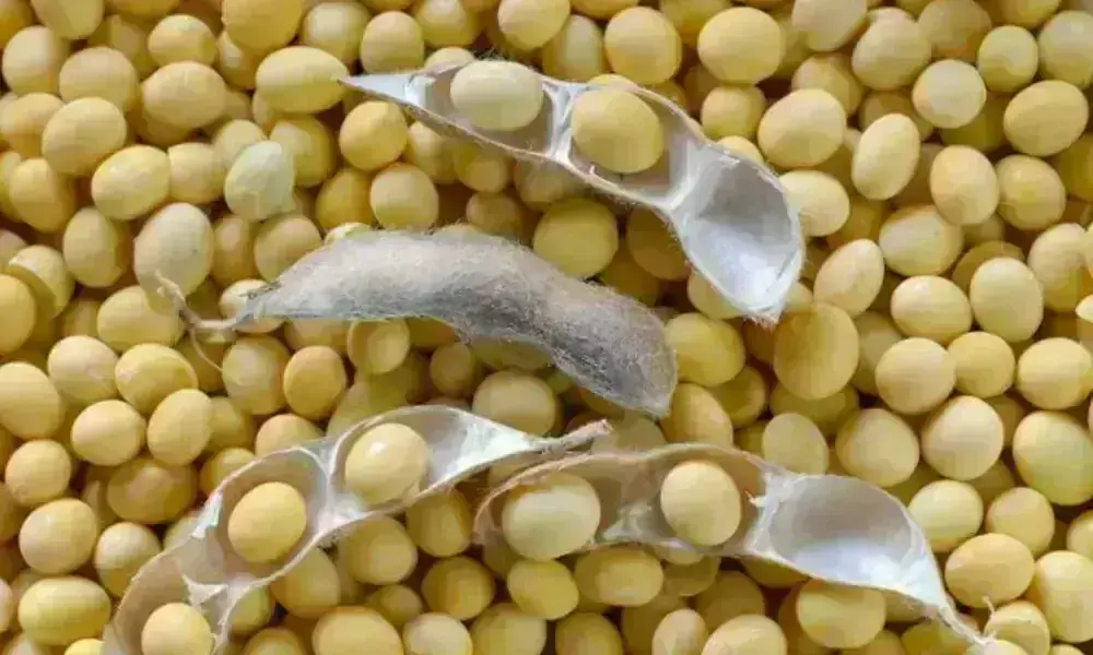 Chinese demand boosts soybean prices; corn near multi-month low Chinese demand boosts soybean prices; corn near multi-month low