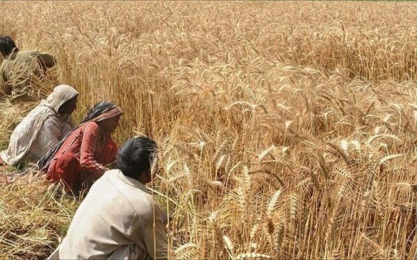 Farmers face uncertain future in wheat market reform