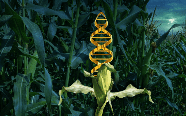 Pakistan Delays GM Crop Decisions Amid Regulatory Review