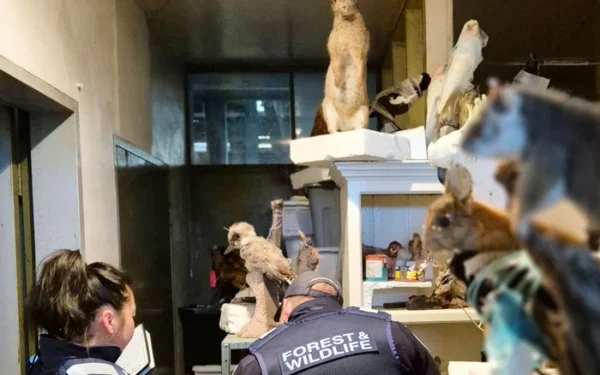 Antiques owner fined for illegal taxidermy of 700 animals Antiques owner fined for illegal taxidermy of 700 animals