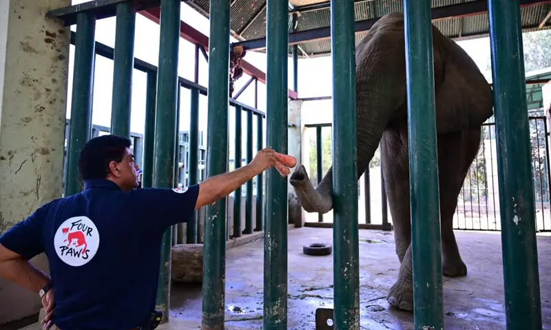 Hope for Ailing Elephant Madhubala as Foreign Experts Arrive Hope for Ailing Elephant Madhubala as Foreign Experts Arrive