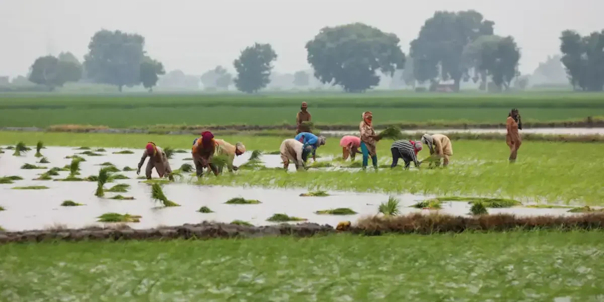 Pakistan’s Farm Crisis: Shrinking Holdings Threaten Rural Livelihoods