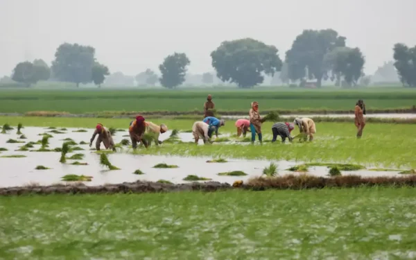 Pakistan’s Farm Crisis: Shrinking Holdings Threaten Rural Livelihoods