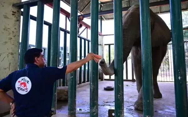 Sri Lankan Vet Joins Effort to Save Ailing Elephant Madhubala Sri Lankan Vet Joins Effort to Save Ailing Elephant Madhubala