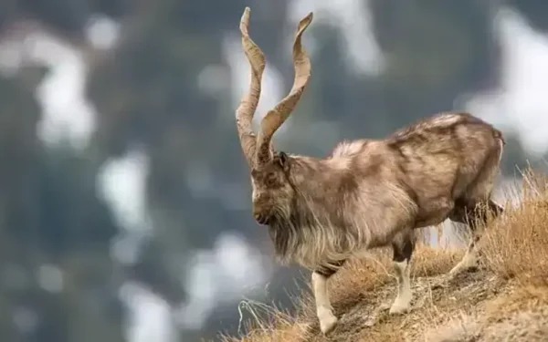 KP trophy hunting permits fetch record .21m KP trophy hunting permits fetch record .21m