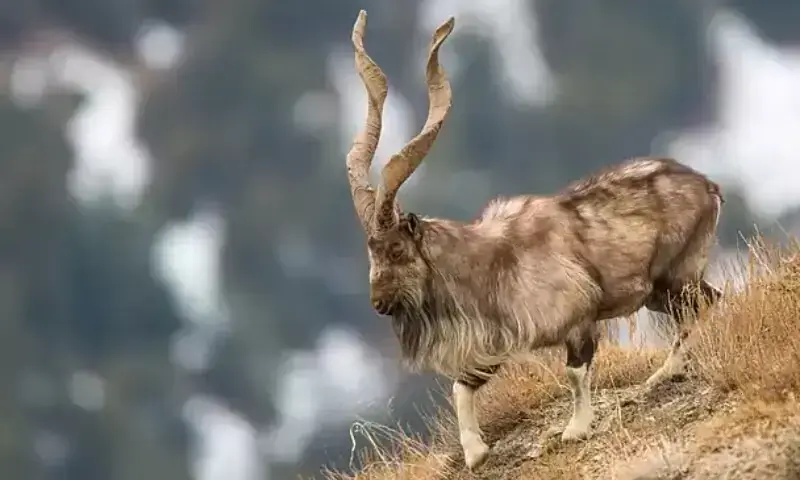 KP trophy hunting permits fetch record .21m KP trophy hunting permits fetch record .21m